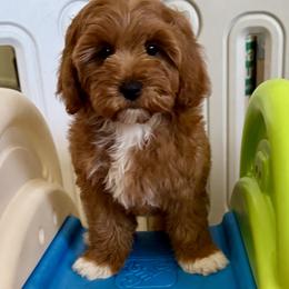 Girl 1. Purple collar - Red female Cavapoo puppy in Gilbert, Arizona from Azteddybeardoodles