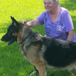 German Shepherds from South Star