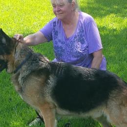 German Shepherds from South Star