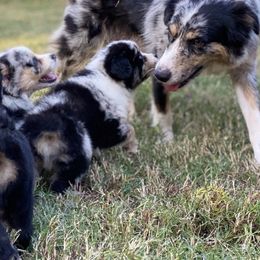 Australian Shepherds from Our Little Ark