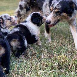 Australian Shepherds from Our Little Ark