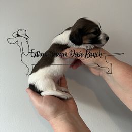 Dachshund Puppies from Extreme Cream Doxie Ranch