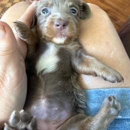 Lucy - Fawn (Isabella) female Dachshund puppy in Fort Worth, Texas from Louis' Litters