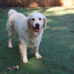Bunny - Golden Retriever