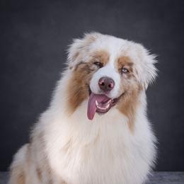 Nugat (European import) - Australian Shepherd