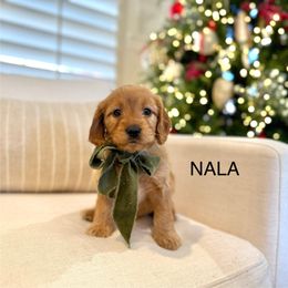 Grey now Nala - Goldendoodle puppy from JW Doodles