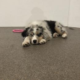 Australian Shepherd Puppies from Beaver Creek Aussies