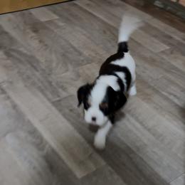 Girl 1 - Tri-color female Cavalier King Charles Spaniel puppy in Clintonville, Wisconsin from Whispering Meadows Performances Horses and Cavalier King Charles Spaniels