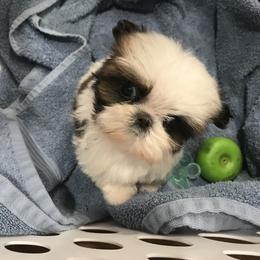 Shih Tzu Puppies from Willow Lane Shih Tzus