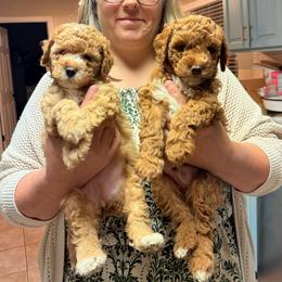 Maggie - Apricot female Goldendoodle puppy in Chattanooga, Tennessee from Scenic City Doodles