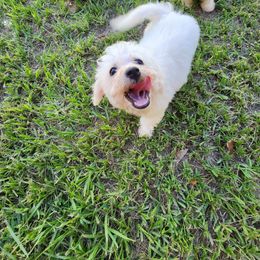 Boy 2 - White male Bichon Frise puppy in Selma, North Carolina from Havenkennels