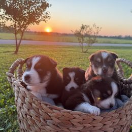 Pomskies from Summer Faulkner