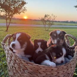 Pomskies from Summer Faulkner
