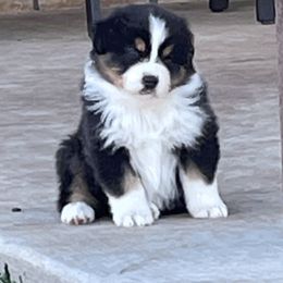 Australian Shepherd Puppies from South Ridge Aussies