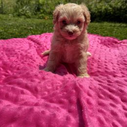 Terri - Apricot female Maltipoo puppy in Lancaster, Kentucky from Dream Paws Puppies, LLC