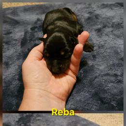 Reba - Black and rust female Doberman Pinscher puppy in Mount Orab, Ohio from Heyne Kennels