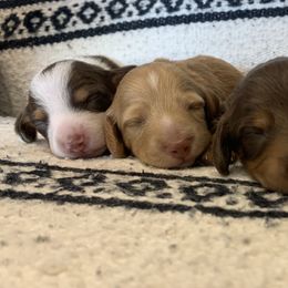 Dachshund Puppies from Long Little Dog Ranch