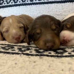 Dachshund Puppies from Long Little Dog Ranch