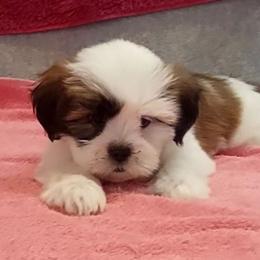 Girl 3 - Parti female Lhasa Apso puppy in Norman, Oklahoma from Steve's Puppies