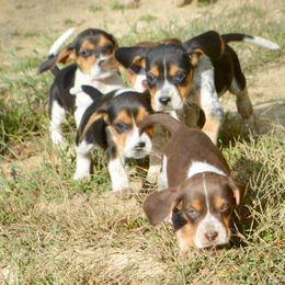 Beagle, Jack Russell Terrier, and Russell Terrier Puppies from Mountain Top