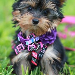 Yorkshire Terrier Puppies from Essence of Grace Yorkies