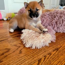 Shiba Inu Puppies from Veronika's Shiba Inus