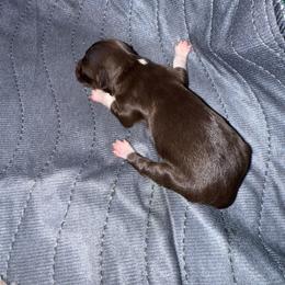 Girl 2 - Black and white female Havanese puppy in Reese, Michigan from Windy Hill Havanese