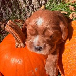Fry - Ruby male Cavalier King Charles Spaniel puppy in Brookings, South Dakota from Precious Pooches Cavalier King Charles Spaniels