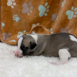 Ollie - Fawn brindle male Whippet puppy in West Plains, Missouri from Sycamore Ridge Puppies