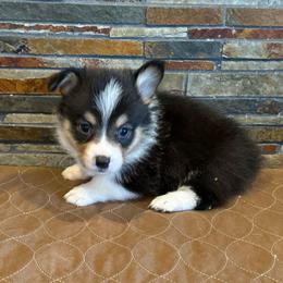 Boy 2 - Black and tan male Pembroke Welsh Corgi puppy in Visalia, California from VIP Stables
