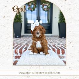 Opal - Red  female Goldendoodle puppy in Bell Buckle, Tennessee from Precious Puptown Doodles