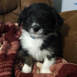 Nog - Black and white male Sheepadoodle puppy in Farley, Iowa from Iowa's Doodle Co.