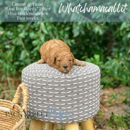 Whatchamacallit - Red  female Goldendoodle puppy in Paxville, South Carolina from Pack Street Pups