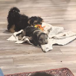 Old English Sheepdog, Poodle, Sheepadoodle, and Yorkipoo Puppies from Love Tallulah Sheepadoodles LLC