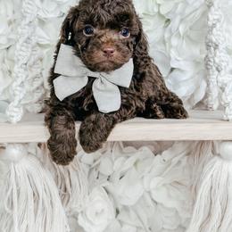Snickers - Brown male Cockapoo puppy in Otisville, Michigan from Danie’s Darling Doodles LLC