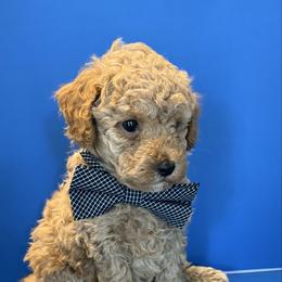 Biscuit - Apricot male Poodle puppy in Lakeland, Florida from Blessed Beginnings Puppies