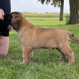 Mastiff Puppies from Lisa Armstrong