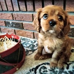 "akc   Adam (Addie)" Cavalier King Charles Spaniel All Grown Up from Cavaliers at Carmen Acres Farm