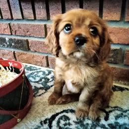 "akc   Adam (Addie)" Cavalier King Charles Spaniel All Grown Up from Cavaliers at Carmen Acres Farm
