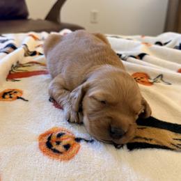 Beige Color Girl - Dark golden female Golden Retriever puppy in Loma Rica, California from BloomingPuppies
