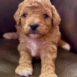 Elmo - Red male Cavapoo puppy in Liberty Hill, Texas from Cuddlebug Cavapoos of Austin
