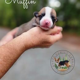 Muffin - Red female Pembroke Welsh Corgi puppy in Cameron, North Carolina from Butts Family Corgis
