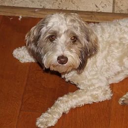 Bandit - Australian Labradoodle