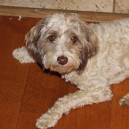 Bandit - Australian Labradoodle