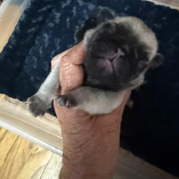 FAWN MALE - Fawn male Pug puppy in Saugus, Massachusetts from Pug Puppies of Boston