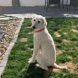 Poodles from Zachary Sumano