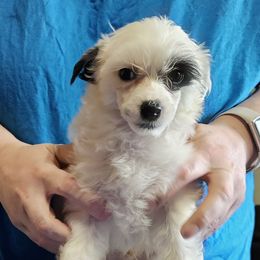 Boy 5 - Captain - White and black male Chinese Crested puppy in Little Rock, Arkansas from Fabulis Toys (Chinese Crested, Papillons, Chihuahuas)