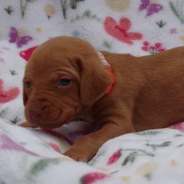 Pup g3 - Golden rust female Vizsla puppy in New London, Iowa from Circle Bar J