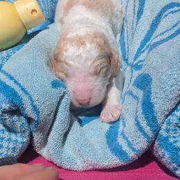 Grey Collar - Parti female Goldendoodle puppy in Olympia, Washington from Sinclairdoodles