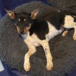 CaliRats Sterling - Black white and tan male Rat Terrier puppy in Atlanta, Texas from CaliRats Rat Terriers